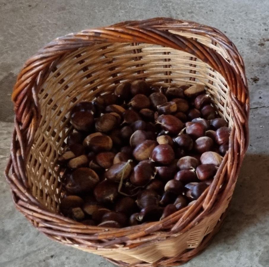 Ca La Pauleta Villa Sant Hilari Sacalm Eksteriør billede